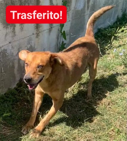 VICTOR TIMIDO E TRANQUILLO, CAGNOLINO IN ADOZIONE - Foto 7