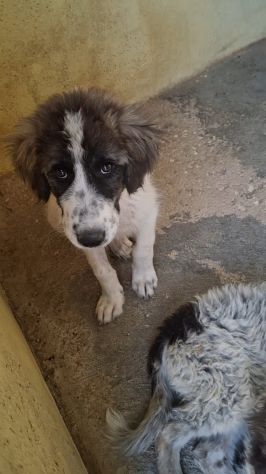 CUCCIOLE 4 MESI TAGLIA MEDIA GRANDE - Foto 5