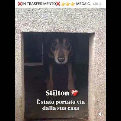 STILTON CERCA SALVEZZA CANE IN ADOZIONE - Foto 6