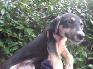 7 adorabili cuccioletti mix Pastore Tedesco