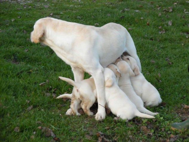 Cucciolo Labrador con Pedigree - Allevamento Labrador EXPO - Foto 2
