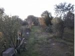 Terreno agricolo vicino mare in Salento Puglia
