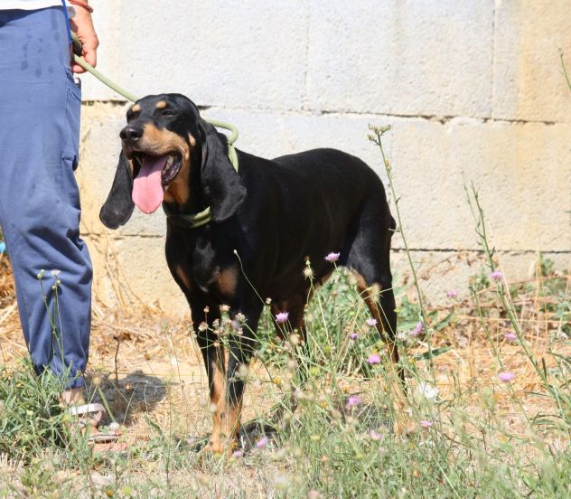 Bella fuori e bella dentro, Bea è un cane dal carattere meraviglioso. - Foto 3