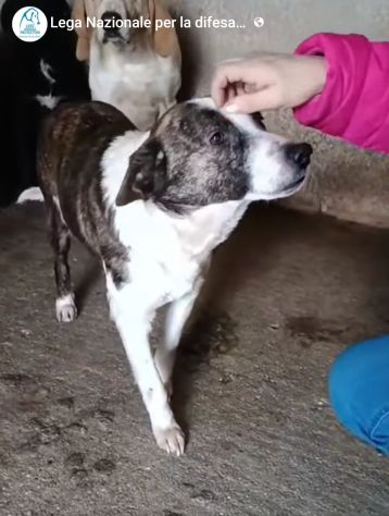 MOLLY, CERCA COCCOLE E ATTENZIONI, CAGNOLINA IN ADOZIONE, TAGLIA MEDIO PICCOLA - Foto 5