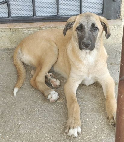 MOLLY, 8 MESI E MEZZO (13/01/26), ABBANDONATA SENZA RICHIESTE!! - Foto 4
