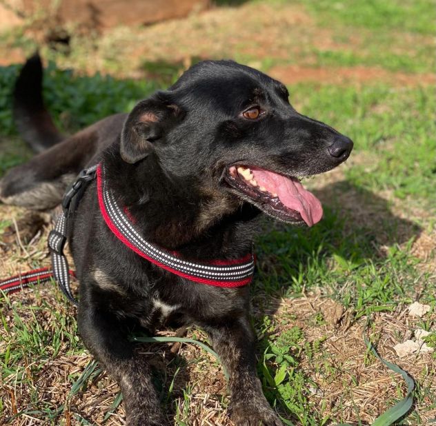 Amos da cucciolo vive in canile - Foto 8