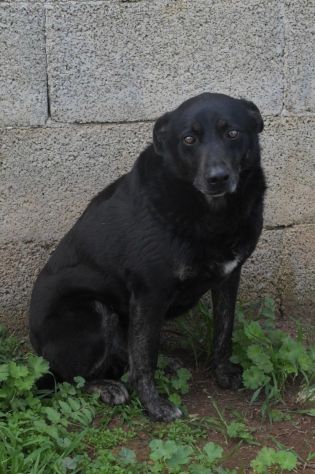 Amos da cucciolo vive in canile - Foto 6