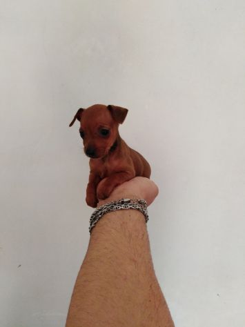 Pincher nani toy super cuccioli taglia piccola - Foto 5