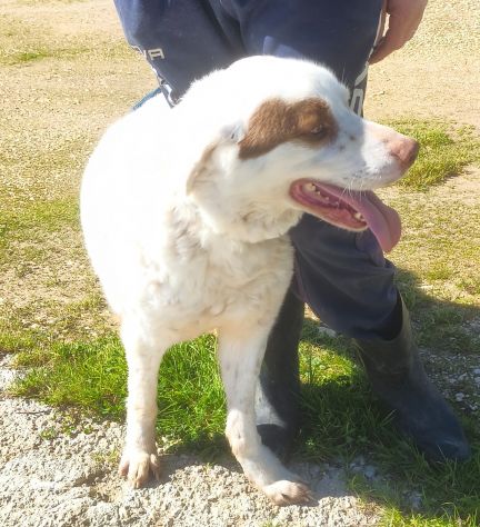 Ulisse è da tanto che attende che quel cancello si apra finalmente per lui - Foto 10