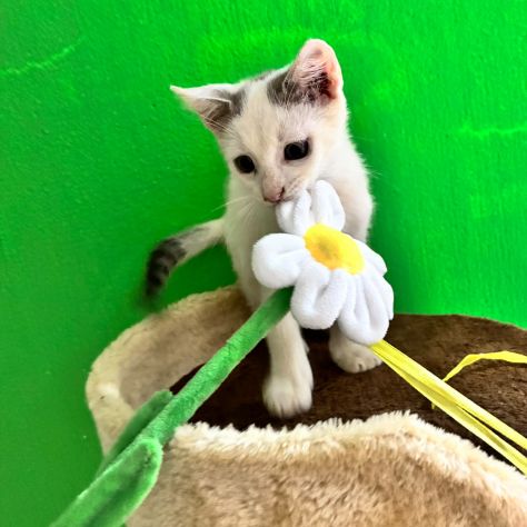 Cocco, dolce gattino cerca casa - Foto 4