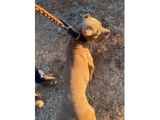 Pitbull Red Nose 2/3anni SALVATA CON 3CUCCIOLE 3MESI.COSENZA