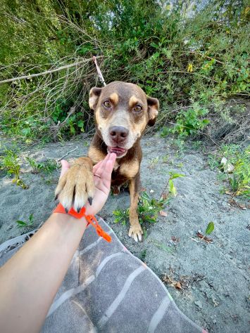Everel: 12 anni, equilibrato e socievole - Foto 3