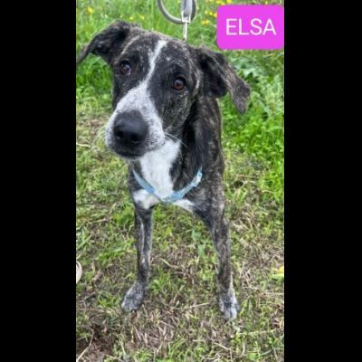 ELSA BUONA E SOCIEVOLE CUCCIOLA IN ADOZIONE - Foto 2