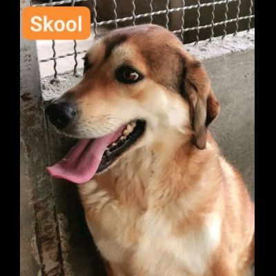 SKOOL SOCIEVOLE E TENERO CAGNOLINO IN ADOZIONE MERITA UNA VITA - Foto 2