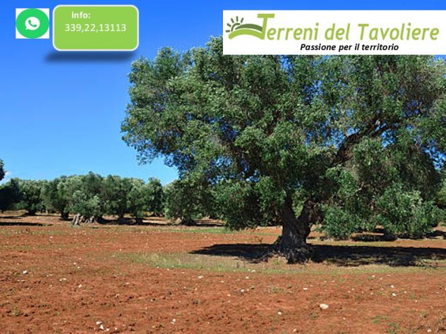 Oliveto località zucchero