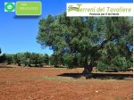 Oliveto località zucchero