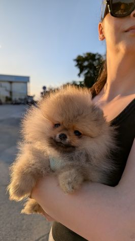 Cucciola di pomerania, femmina , 4 mesi - Foto 3