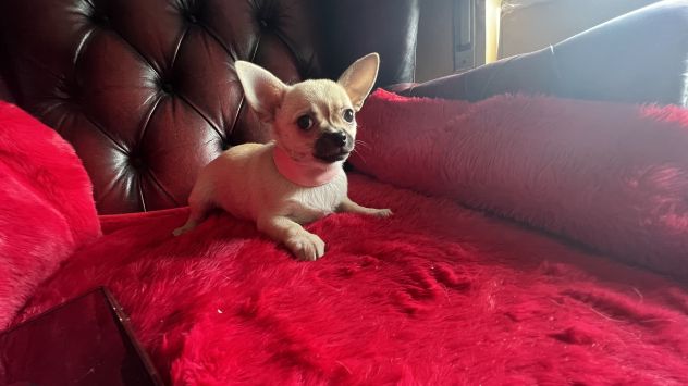 Cuccioli di Chihuahua - Fiumicino - Foto 4