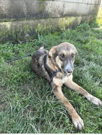 Johnny tenero e bellissimo, cucciolo in adozione - Foto 6