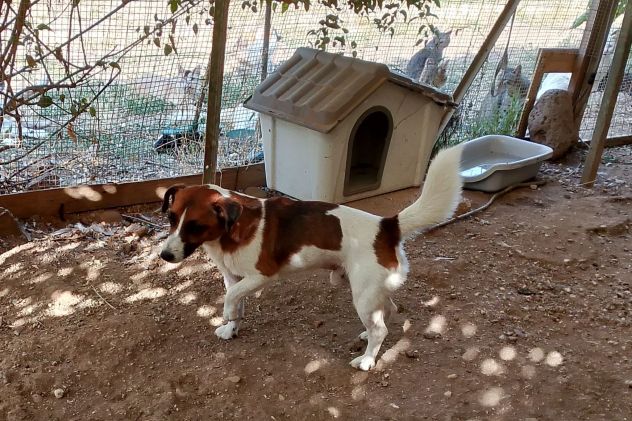 Amstaff dolcissima adulta rimasta sola in 1roulotte! SARDEGNA - Foto 7