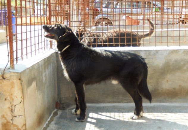 PIPPO, dolcissimo cagnolone ben socializzato - Foto 9