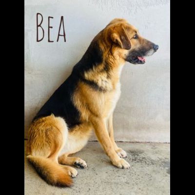 CAGNOLINA DA ADOTTARE - Foto 8
