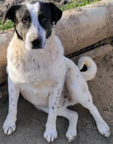 Speedy un cucciolone da sogno non ha ancora trovato casa - Foto 3