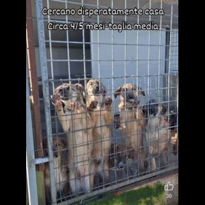 CUCCIOLI IN ADOZIONE taglia media