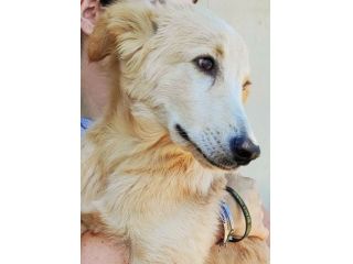CUCCIOLO IN ADOZIONE: CECCO
