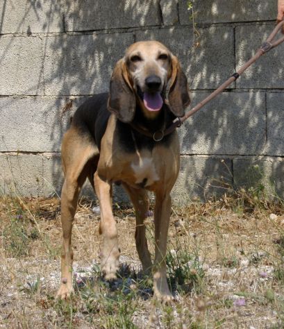 Pippo un tesoro di cane,dolcissimo,socievole e bellissimo, che aspetti?chiama!