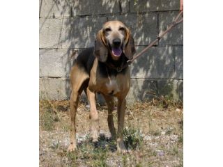 Pippo un tesoro di cane,dolcissimo,socievole e bellissimo, che aspetti?chiama!