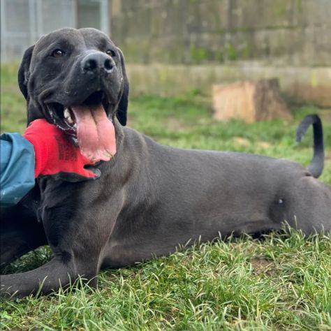 NOIRE SIMIL ALANO CANE IN ADOZIONE