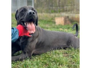 NOIRE SIMIL ALANO CANE IN ADOZIONE