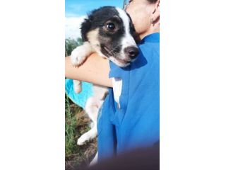 Choco cucciolo mix pastore australiano border collie