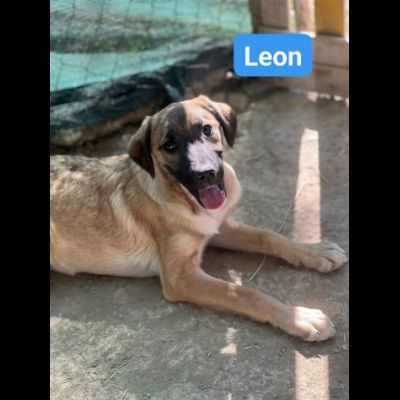 OBELIX, LEON, DARIO, ASTERIX, HEIDY CUCCIOLI IN ADOZIONE - Foto 2