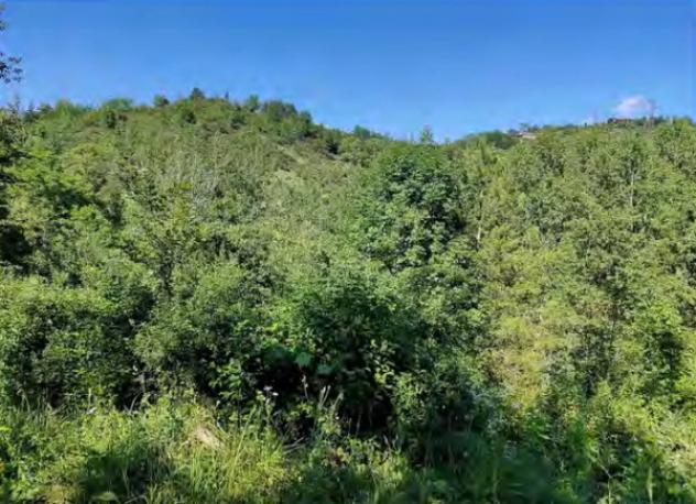 Immobile in asta di 19800 m² in vendita a Lerma - Foto 7