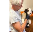 Border collie cuccioli di alta genealogia