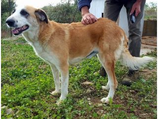 Dolcissimi cani in cerca di casa URGENTE
