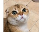 VENDO GATTO SCOTTISH FOLD