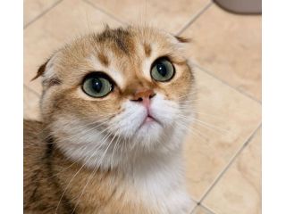 VENDO GATTO SCOTTISH FOLD