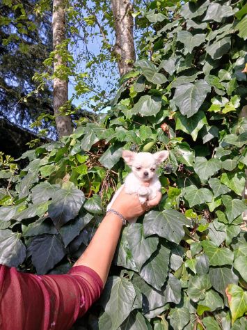 Cucciolo di chihuahua toy - Foto 2