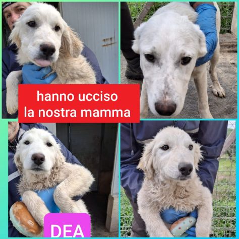 CUCCIOLI 3 MESI E MEZZO TAGLIA MEDIA SONO IN CANILE - Foto 5