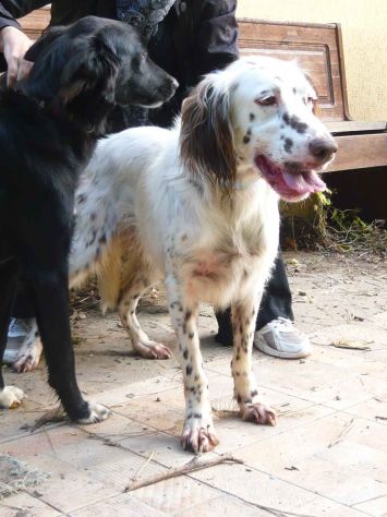 ARTU', fantastico setter inglese - Foto 7