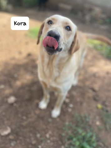 Kora simil labrador - Foto 3