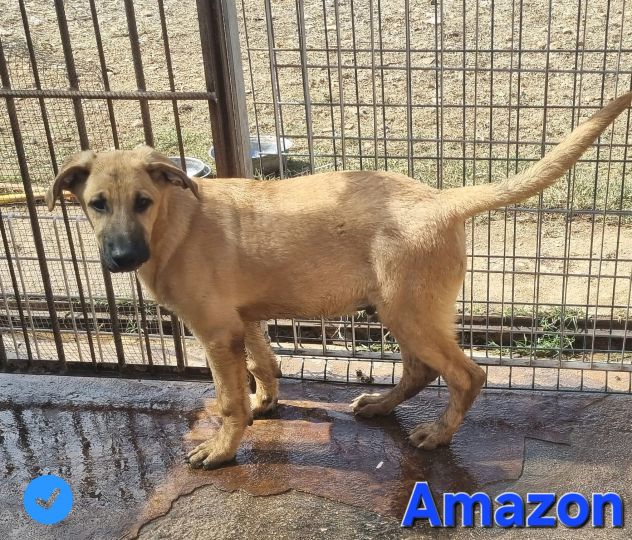 Amazon - Foto 2