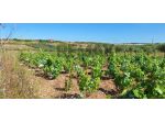 Terreno in vendita a Noto