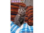 ZELDA, tenera gattina da adottare!