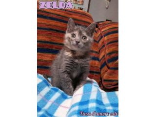 ZELDA, tenera gattina da adottare!
