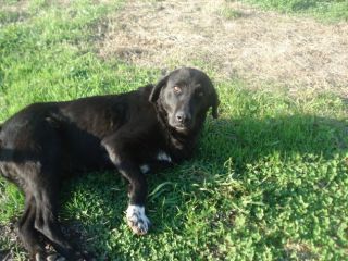 GEMMA, deliziosa mamma