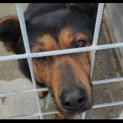 GRISU' la vita tra le sbarre, cane in adozione, tg medio contenuta
